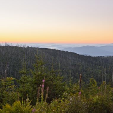 Bayerischer Wald